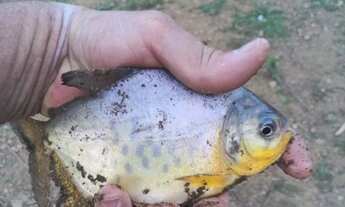 Imagem 4: Chácara venda pego carro no negócio