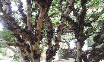 Imagem 3: Chacara Chácara com venda por R$900