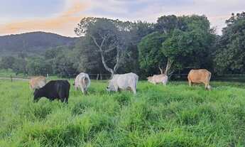 Imagem 3: Fazenda com 20 Alqueires / Iguape SP