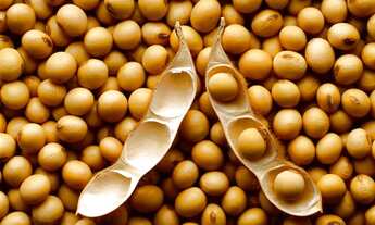 Imagem 2: MM - Fazenda Cultura Mista