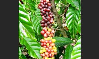 Imagem: 8 alqueires beira asfalto para venda com