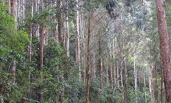 Imagem 4: TERRENO COM REFLORESTAMENTO