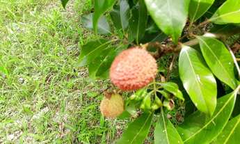 Imagem 5: Vendo ou troco Chácara com venda por R$300.000