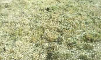 Imagem 6: Terreno Barra Mansa