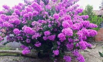 Imagem 3: Vendo ou troco Chácara com venda por R$300.000