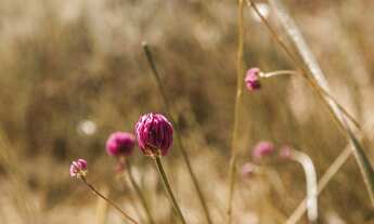 Imagem 3: Terrenos 20.000m² Perto da Lagoa Central Pagamento Facilitado