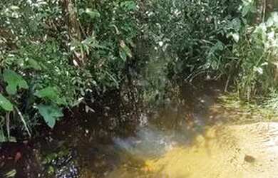 Imagem 6: R$ 300 mil reais 120 hectares em Magalhães Barata Pará