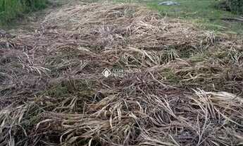 Imagem 4: GAROPABA - Terreno Padrão - Siriu