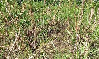 Imagem 6: Chácara 2 he em Alexania GO