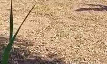 Imagem: Vende-se terreno em nobres. Ótimo preço