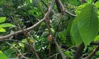 Imagem 4: Área à venda, 45000 m² por R$ 1.200.000 - Área Rural - Monte Mor/SP