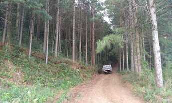 Imagem 3: TERRENO COM REFLORESTAMENTO