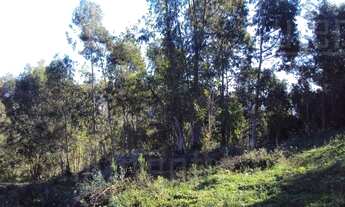 Imagem 5: Caxias Do Sul - Terreno Padrão - Santa Corona
