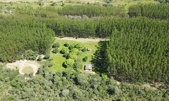 Imagem: FAZENDA DE EUCALIPTOS - NIQUELÂNDIA - GO