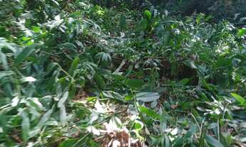 Imagem 7: LOTES DE 1.000MIL METROS ÁREA DE ARUJA BAIRRO SAO DOMINGOS..