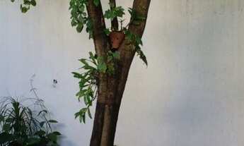 Imagem 4: CASA ASSOBRADADA - CHÁCARA MONTE ALEGRE - SP