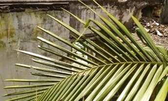 Imagem 4: Terreno à venda, 210 m² por R$ 1.500.000,00 - Vila Gilda - Santo André/SP