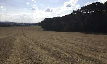 Imagem 7: Sítio em Campo do Tenente-PR, com 28 alqueires