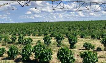 Imagem 7: Fazenda - Luiz Eduardo Magalhães(BA