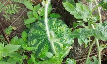 Imagem 4: Vende-se ou troco um Sítio