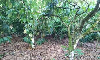 Imagem 7: Vendo um Sítio com Casa Sede