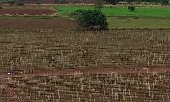 Imagem: Fazenda à venda de 82 alqueires em Anápolis-Go