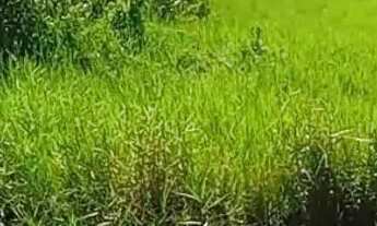 Imagem: Vendo terreno em Florestinha