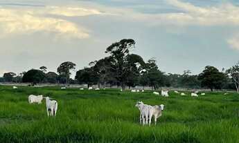 Imagem: 237 alqueires em Nova Crixás-Go