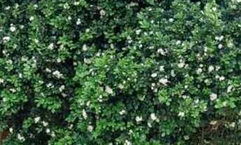 Imagem 4: Alugo kitnete com 01 quarto - Setor Cond. Rio Branco