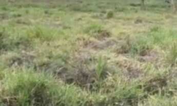 Imagem 4: Vendo uma excelente chácara de 20milm2