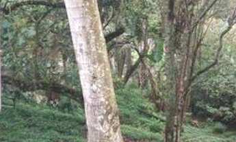 Imagem 5: TERRENO EM CONDOMÍNIO - JARDIM COLIBRI - SP
