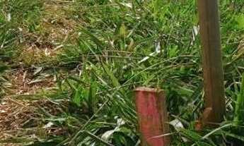 Imagem 4: Tk terrenos belissimos e super Parcelados!