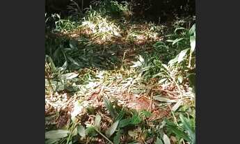 Imagem 3: LOTES DE 1.000MIL METROS ÁREA DE ARUJA BAIRRO SAO DOMINGOS..