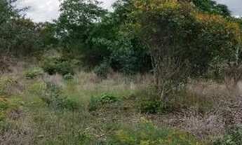 Imagem 2: Terreno para chacara