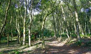 Imagem 5: Sitio - Bairro Santa Terezinha