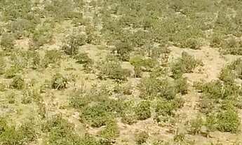 Imagem 7: FAZENDA DE 315 HECTARES(65 ALQ) EM ÁGUA FRIA DE GOIÁS