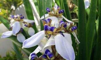 Imagem 7: Casa com 3 dormitórios à venda, 284 m² por R$ 2.900.000,00 - Cacupé - Florianópolis/SC