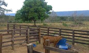 Imagem: 100 Héctares disponível sendo 73 mecanizavel