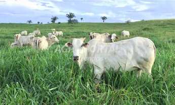 Imagem 4: Fazenda no Pará - Goianésia - 345 ha (71 alq