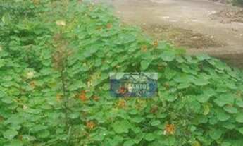 Imagem 5: Terreno à venda, 350 m² por R$ 430.000,00 - Cidade São Mateus - São Paulo/SP