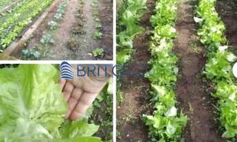 Imagem 3: Sitio em Neopolis-Gravatai