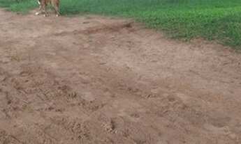 Imagem 7: Fazenda interior de SP