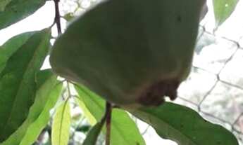 Imagem 7: Sítio a venda em Mogi das Cruzes