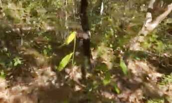 Imagem 3: VENDO CHÁCARAS PARCELADAS PX A COCALZINHO GO