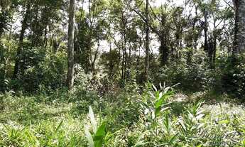 Imagem 4: Excelente Terreno Rural com Área de 10,31 Hectares localizado na região Cedro em Antonina