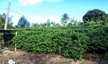 Imagem 2: Sitio de café e pimenta