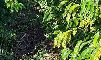 Imagem 3: Sitio de café e pimenta