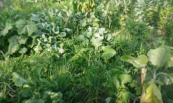 Imagem 4: Chácara em Esmeraldas