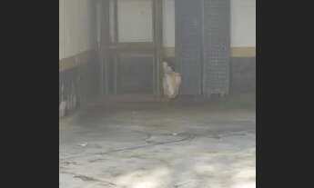 Imagem 4: Apartamento para aluguel e venda possui 52 M2 VILA PRUDENTE