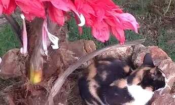 Imagem 7: Casa de campo com piscina VENDO OU ALUGO